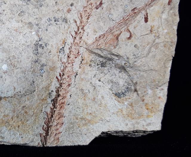 Lepidodendron sp. STERNBERG 1820 - Bild © FossNet FossilienStore